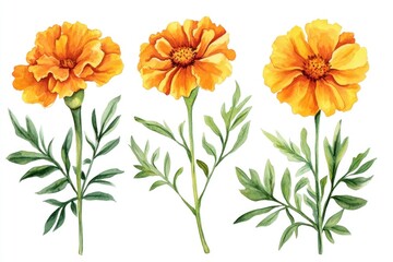 Fototapeta premium Three watercolor marigold flowers with green leaves isolated on white.