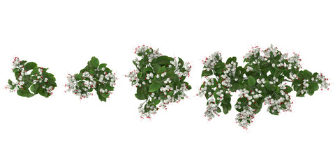 Naklejka premium Collection of Clerodendrum flower plants on transparent background from the top view