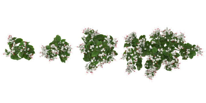 Collection of Clerodendrum flower plants on transparent background from the top view