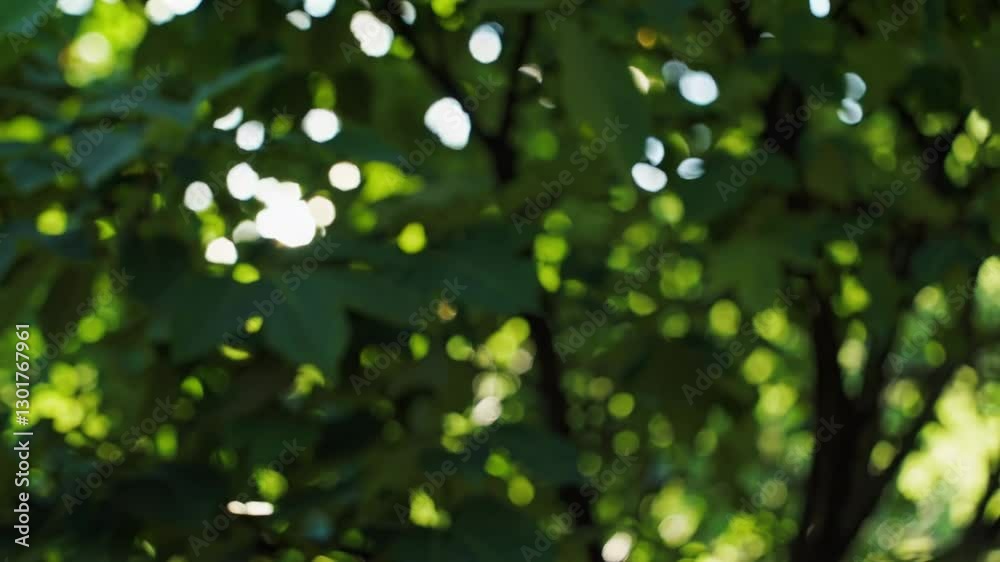 Poster blurred green foliage with sunlight creating bokeh effect, nature abstract concept