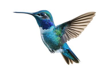 Obraz premium Colorful hummingbird mid-flight, cut out