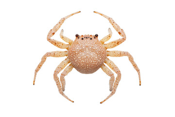 Brown crab with distinct spots displayed centrally, cut out
