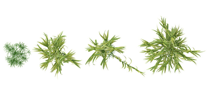 set of Arundo plants on transparent background from the top view