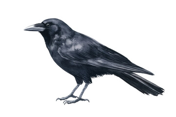 Detailed illustration of a black crow standing, cut out
