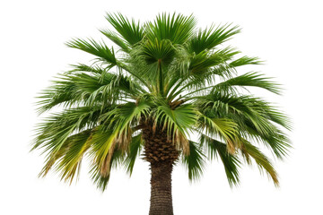 Lush green palm tree with fan-shaped leaves in a sunny tropical setting for design and decoration purposes