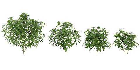 Obraz premium set of Tabernaemontana flower plants on transparent background