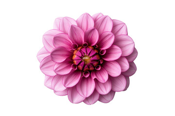 Blooming pink dahlia with detailed petals, cut out