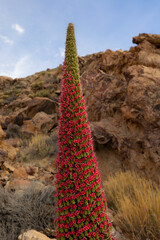 Red Echium wildpretii in the Teide National Park, Tenerife, Canary Islands, Spain.