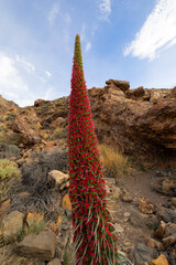 Red Echium wildpretii in the Teide National Park, Tenerife, Canary Islands, Spain.