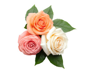 Vibrant roses with lush green leaves, cut out