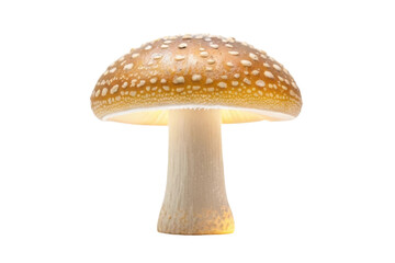 Obraz premium Decorative mushroom lamp for cozy home lighting in natural style