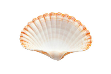 Obraz premium Textured orange and white scallop shell, cut out