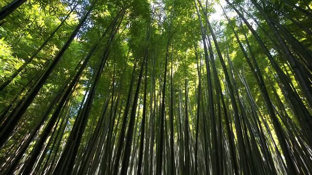 Peaceful Green Bamboo Forest with Tall Bamboo Stalks, Tranquil Natural Environment, Calm Serene Scene, Lush Vegetation, Zen Nature Background, Tropical Asian Landscape, Relaxation and Mindfulness