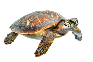 Sea turtle gliding underwater, cut out