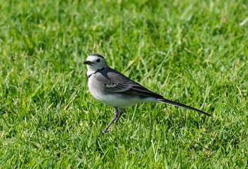 Fototapeta premium The white wagtail (Motacilla alba) sits on the lawn