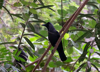 The house crow (lat.- Corvus splendens) sits on a branch