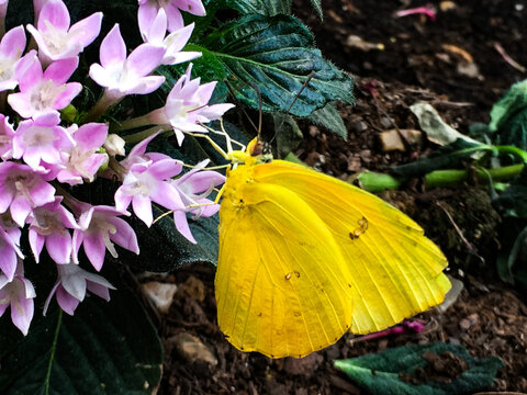 Yellow butterfly on flower, phoebis philea, orange-barred sulphur