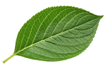 Obraz premium Green leaf showcasing detailed textures and vibrant coloration for nature, design, or educational purposes