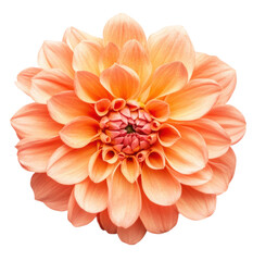 Beautiful peach dahlia blooming with elegance, cut out