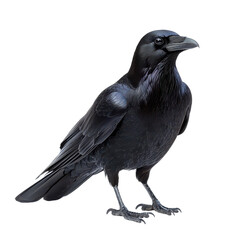 Fototapeta premium Raven isolated on transparent background, PNG
