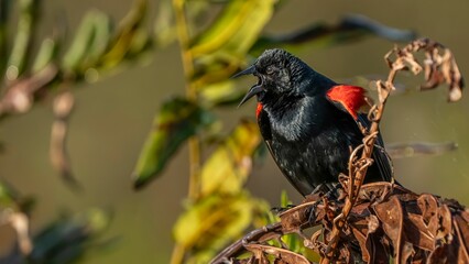 Red-winged blackbird on dry foliage
