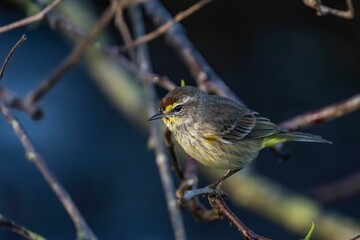 Small bird perched on a branch with a blue background