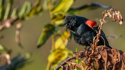 Red-winged blackbird on dry foliage
