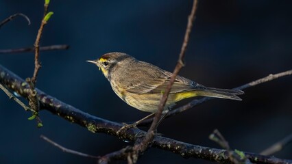 Bird perched on a branch with detailed feathers
