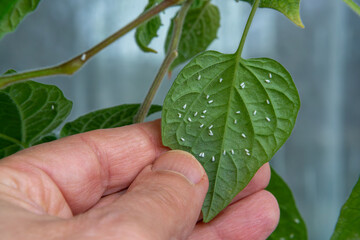 A close-up of a hand holding a Peruvian physalis leaf infested with numerous greenhouse whitefly...