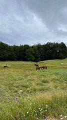 Fototapeta premium horses in a meadow in cloudy weather