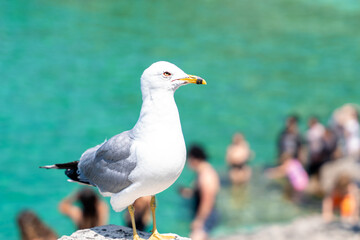 Wildlife meets tourism—close-up of a seagull with a bustling travel destination softly out of focus behind it.