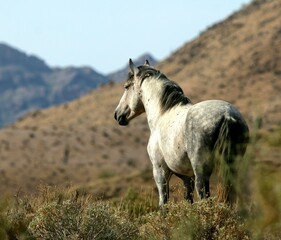 Wild Horse Wandering the Desert