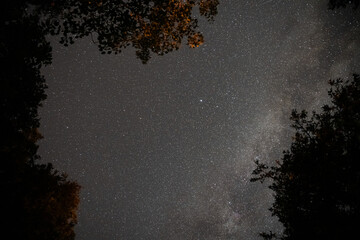 Magical night in a dense woodland, with the sky bursting with stars and celestial wonders.