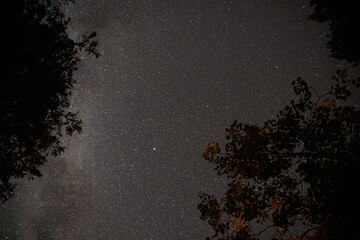 Breathtaking night sky filled with stars and galaxies above a dense, lush forest, creating a magical and serene atmosphere.