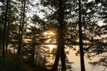 Misty sunset over a lush woodland, creating a dreamy and mystical landscape perfect for nature lovers