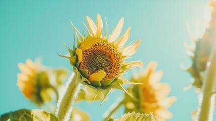 Naklejka premium Sunny Sunflower Field Bloom Closeup, Summer Sky