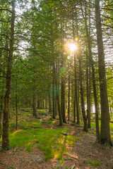 highlighting the natural beauty of untouched wilderness., Sunset rays piercing through a dense forest