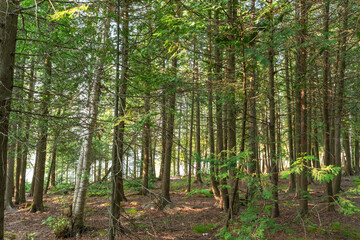 Naklejka premium Magical sunset light filtering through a lush forest, creating a serene and enchanting atmosphere.