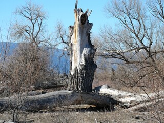 The remains of a large, dead tree in spring, Boulder, Colorado