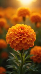 Vibrant Orange Marigold Flower in Full Bloom with Dewdrops, Soft Blurred Background, Warm Afternoon Light, Macro Photography Style