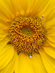 sunflower close up