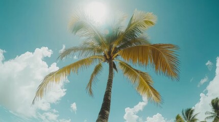 Sunny tropical beach palm tree low angle view
