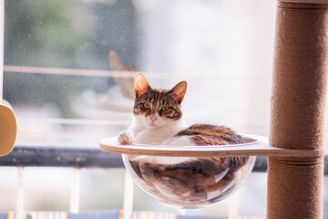 A curious tabby cat rests comfortably on a window-mounted hammock, enjoying the sunlight. Its green...