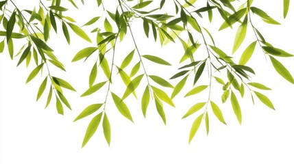 Fototapeta premium Green leaves branch, hanging, white background, nature design