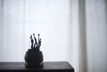 窓辺でカーテン越しの朝日を浴びている観葉植物