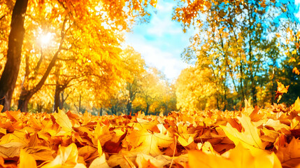 Photo - Golden Autumn Leaves Sunlight Nature Trees Forest Landscape Fall Season
