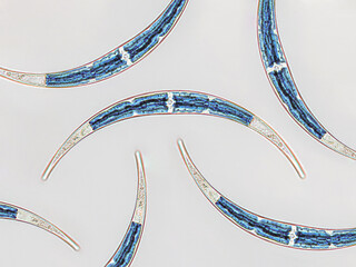 Probiotics, lactic acid bacteria. Algae, bacteria and microorganisms. Microscopic probiotics,...