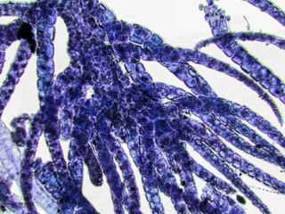 Probiotics, lactic acid bacteria. Algae, bacteria and microorganisms. Microscopic probiotics,...