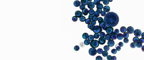 Probiotics, lactic acid bacteria. Algae, bacteria and microorganisms. Microscopic probiotics, bacterial flora