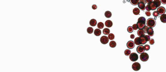 Probiotics, lactic acid bacteria. Algae, bacteria and microorganisms. Microscopic probiotics, bacterial flora